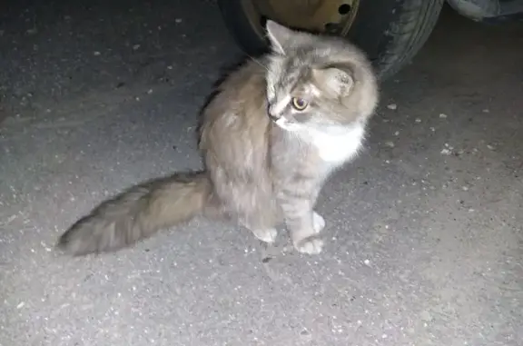 Найдена кошка, Кострома, фото: Кошка найдена на Скворцова 12, Кострома