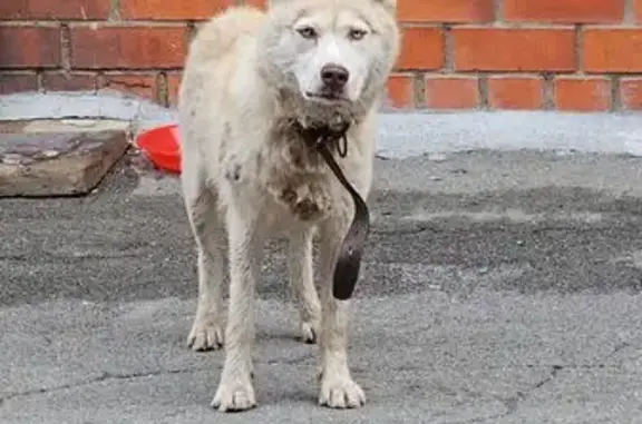 Найдена собака, Бородинская ул., Владивосток
