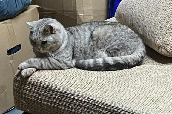 Пропала кошка, Андреевка 64/2