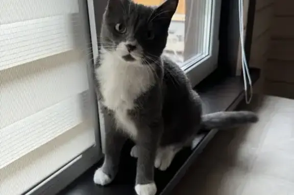 Кошки потеряшки, Новокузнецк, фото: Потеряшка кошка Бэлла, 32К-2, Новокузнецк