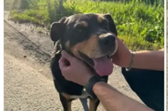 Собака найдена: ул. Красных Орлов, 99