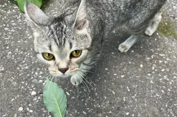 Найдена кошка, Томск, фото: Кошка найдена на ул. Ференца Мюнниха, 12/1