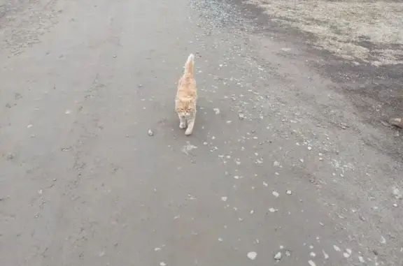 Кошка найдена: Орловская ул., 1А, Ижевск