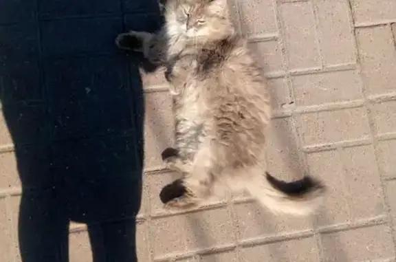 Котенок у МФЦ, ул. Азина, 135, Ижевск