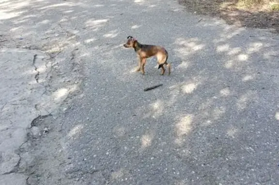 Найдена собака, Волгоград, фото: Собака найдена: Удмуртская 33, Волгоград