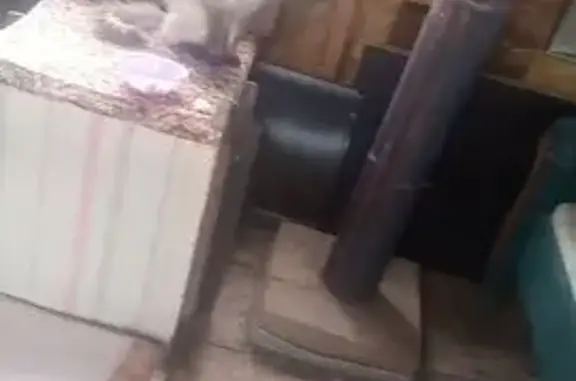 Крупная кошка найдена на ул. Северная, 1Б