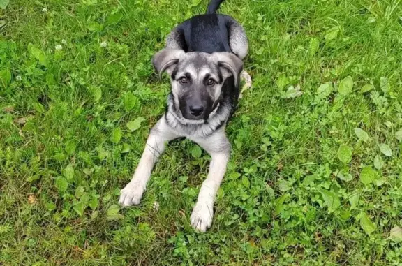 Найдена собака, Санкт-Петербург, фото: Щенок найден на Кирпичной дороге, СПб
