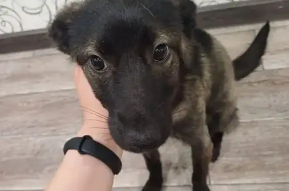 Найдена собака, Сергач, фото: Собака найдена: Школьная ул., 7А, Сергач