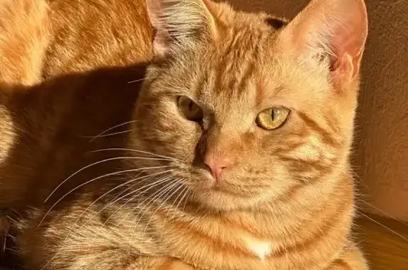 Кошки потеряшки, Кызыл, фото: Кошка пропала: ул. Новостроек, 26, Кызыл