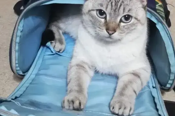 Кошки потеряшки, Рубцовск, фото: Потеряшка кошка, бульвар Победы 20