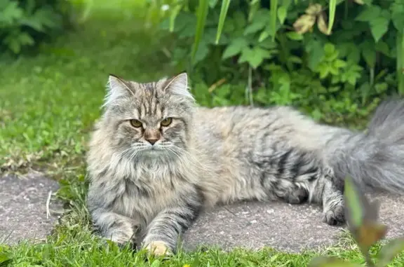 Пропала кошка, Вражеское, Овражная 1