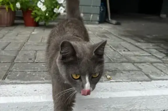 Кошка найдена: Пролетарская 60А, Барнаул