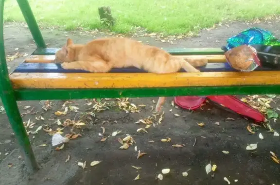Пропала кошка, ул. Черняховского, 3