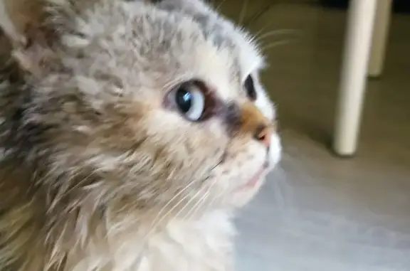 Найдена кошка, Усть-Илимск, фото: Кошка найдена: пр. Др. Народов, 40, Усть-Илимск