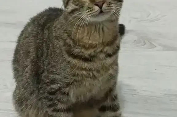 Кошки потеряшки, Уфа, фото: Потеряшка кошка, Уфа, ул. Левченко, 6