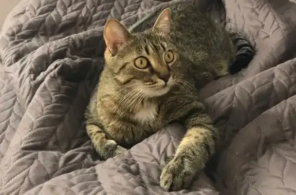 Пропала кошка, Костромская 21, Магнитогорск