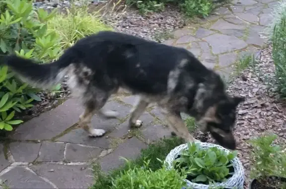 Собака найдена, Красносельское СП