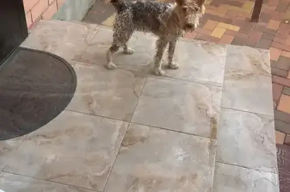 Найдена собака, Горячий Ключ, фото: Собака найдена на Светлой ул., 2, Горячий Ключ