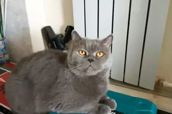 Кошки потеряшки, Новосокольники, фото: Потеряшка кот: Новосокольники, Партизанская 13В