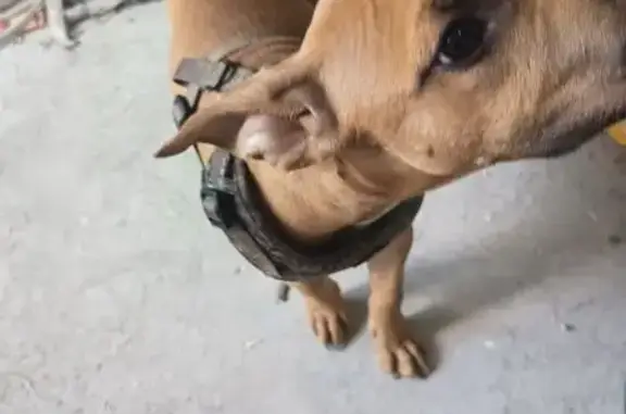 Щенок с ошейником, пр. Жукова, Чита