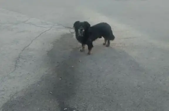 Собака найдена на Короленко, 6Б, Копейск