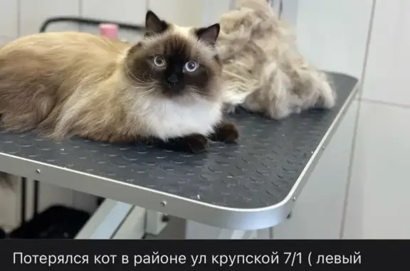 Пропала кошка, ул. Крупской 7/1, Омск