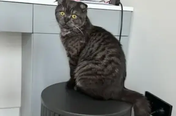 Пропал кот, 4-й Губернский пр., 8, Саратов