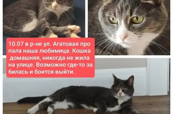 Кошки потеряшки, Хабаровск, фото: Потеряшка кошка, Агатовая ул. 9, Хабаровск