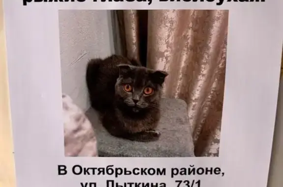 Кошки потеряшки, Иркутск, фото: Потеряшка кошка, Лыткина 73/1, Иркутск