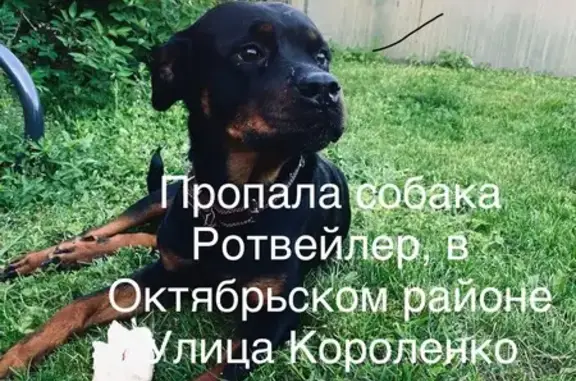 Пропала собака, Короленко 89, Новосибирск