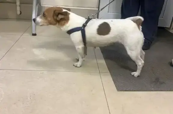 Найдена собака, 137, Кабаново