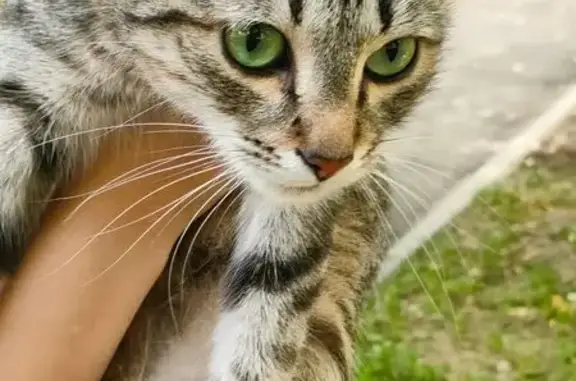 Найдена кошка, Тайнинская ул., 18, Москва