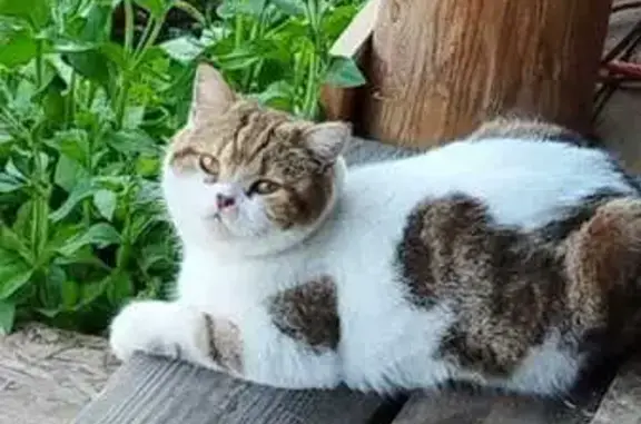 Кошки потеряшки, Новокусковское, фото: Потеряшка кошка, Центральная ул., Новокусково