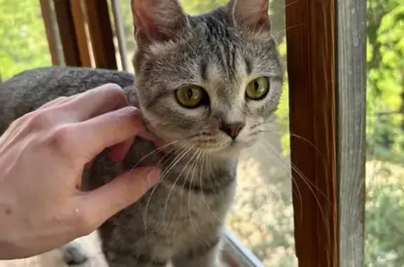 Найдена кошка, Томск, фото: Кошка найдена: ул. Мюнниха, 22, Томск