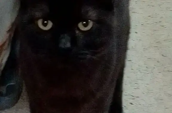 Кошки потеряшки, Саров, фото: Потеряшка кошка, ул. Герцена 13, Саров