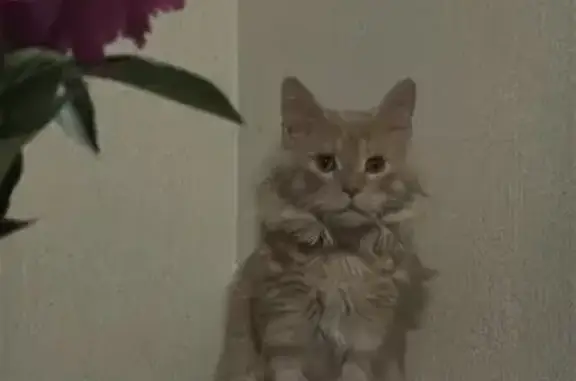 Пропала кошка, пр. Ленина, 6, Томск