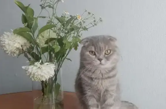 Пропала кошка, Энтузиастов 5, Сосновоборск