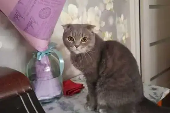 Пропала кошка, б-р Салавата Юлаева, 13