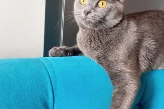 Объявления о пропавших и найденных животных, Оренбург, фото: Пропала кошка, ул. Мискинова 46А, Оренбург