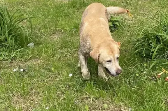 Найдена собака, Могилёв, фото: Найдена собака, ул. Кирова 38, Могилёв