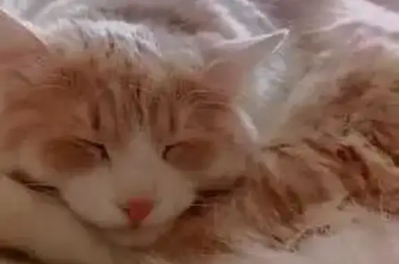 Кошка найдена: Урожайная ул, 21, Ростов-на-Дону