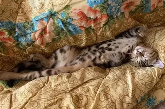 Пропала кошка, Пушкинский пр., 40Б, Могилёв