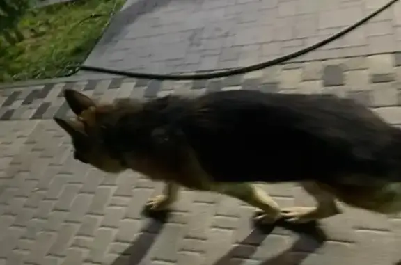 Овчарка найдена: Вересаева 104, Ростов-на-Дону