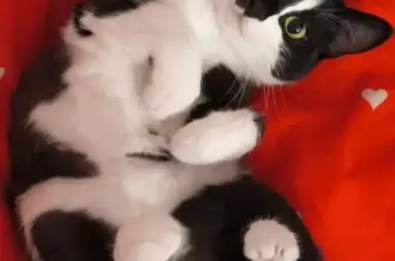 Кошки потеряшки, Уфа, фото: Потеряшка кошка, Уфа, Кольцевая 53/1