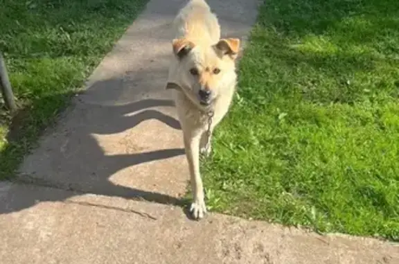 Найдена собака, Василисино, фото: Собака найдена: Тихая улица, 18