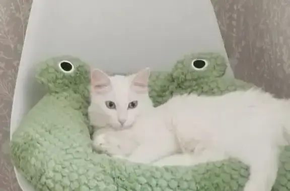 Маленькая белая кошечка с большими глазами, ласковая, но может быть сильно напугана. Очень пушистый хвост