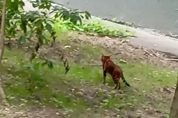 Найдена кошка, Москва, фото: Найдена кошка, Халтуринская 7А к4, Москва