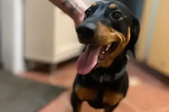 Метис таксы найден: Альпийский пер., 15 к1