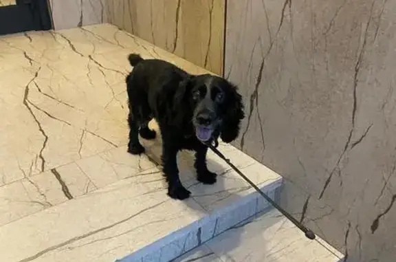 Собаки потеряшки, Новопичуговский сельсовет, фото: Потеряшка собака, Фригата бульвар