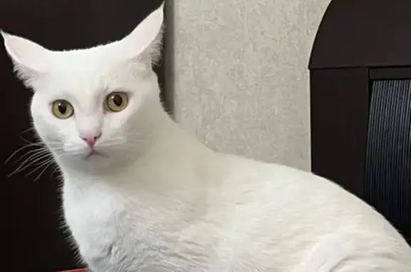 Кошки потеряшки, Новосибирск, фото: Потеряшка белая кошка, ул. Челюскинцев 17